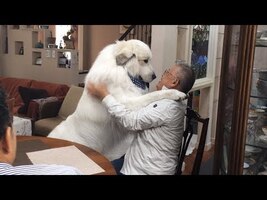 大好きなブリーダーさんがきてくれました Great Pyrenees グレートピレニーズ - YouTube