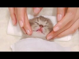 Relaxed Tiny Kitten Having A Spa Day - YouTube