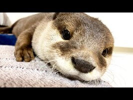 Soothing a jealous otter [Otter life Day 452] - YouTube