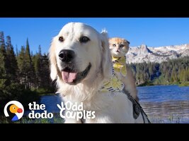 Service Dog Wasn't Playful — Until He Met His Kitten Sister | The Dodo Odd Couples - YouTube