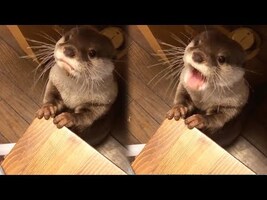 Otter Makes Adorable Noises When Asking for Dinner - YouTube