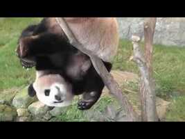 Pandas trying to make themselves extinct - Funny fails compilation - YouTube