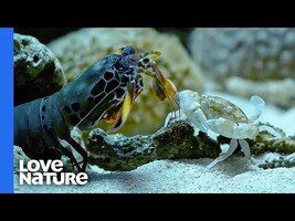 Mantis Shrimp Punches Crab’s Arm Off - YouTube