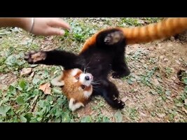 Red Pandas Are Like Puppies #cute #redpanda - YouTube