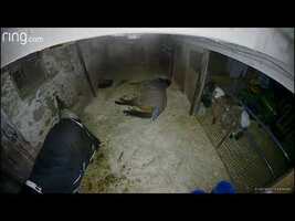 Horse (Sven) lays down in his stall and cracks off 30 second epic fart. - YouTube