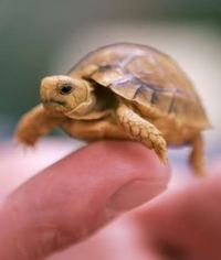 http://i111.photobucket.com/albums/n156/meganekko_pie/baby_turtle.jpg