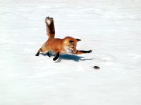 http://images.4chan.org/fit/src/1270433633880.jpg