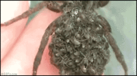 http://images.4chan.org/gif/src/1278577645059.gif