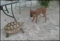 http://images.4chan.org/gif/src/1280195188590.gif